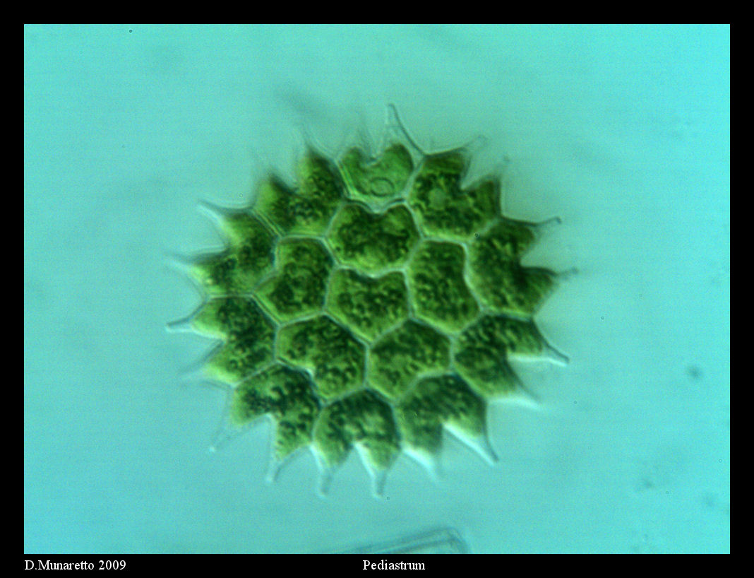 Pediastrum